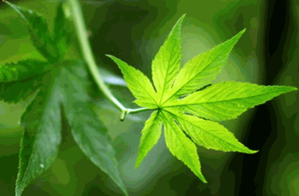 莱茵生物保健品